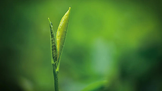 這片樹葉，改變了世界！