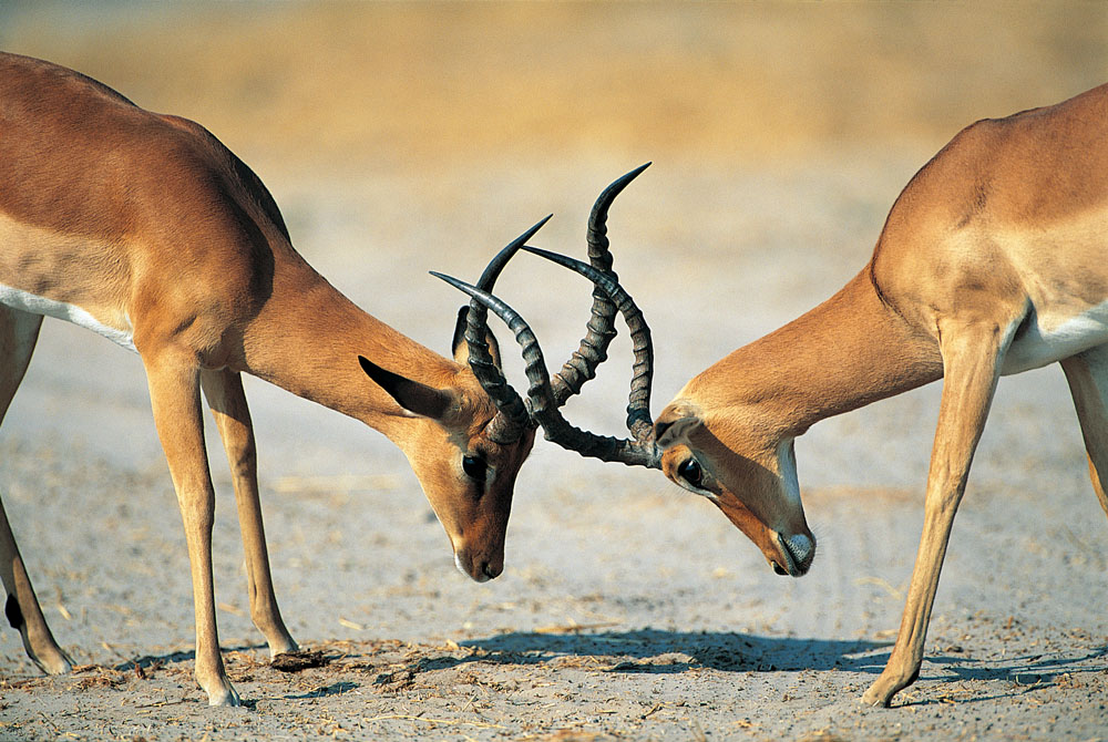 方正集團(tuán)三高管接受調(diào)查 方正、政泉纏斗始末