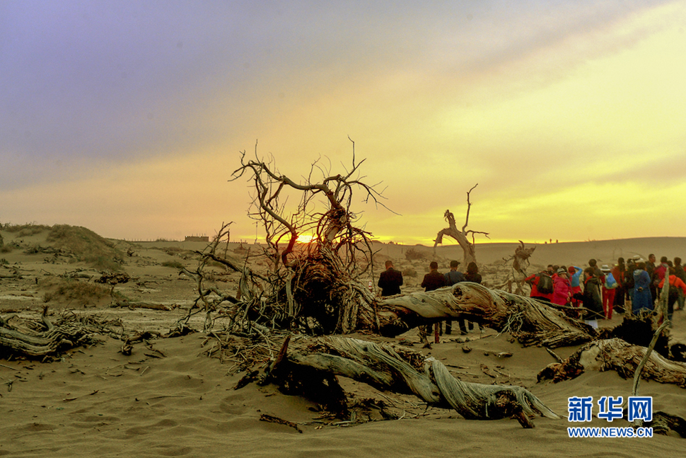 千年胡楊，不朽傳奇