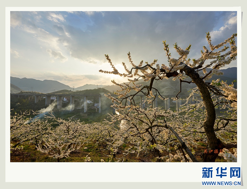 李花白，彩霞紅，春意濃
