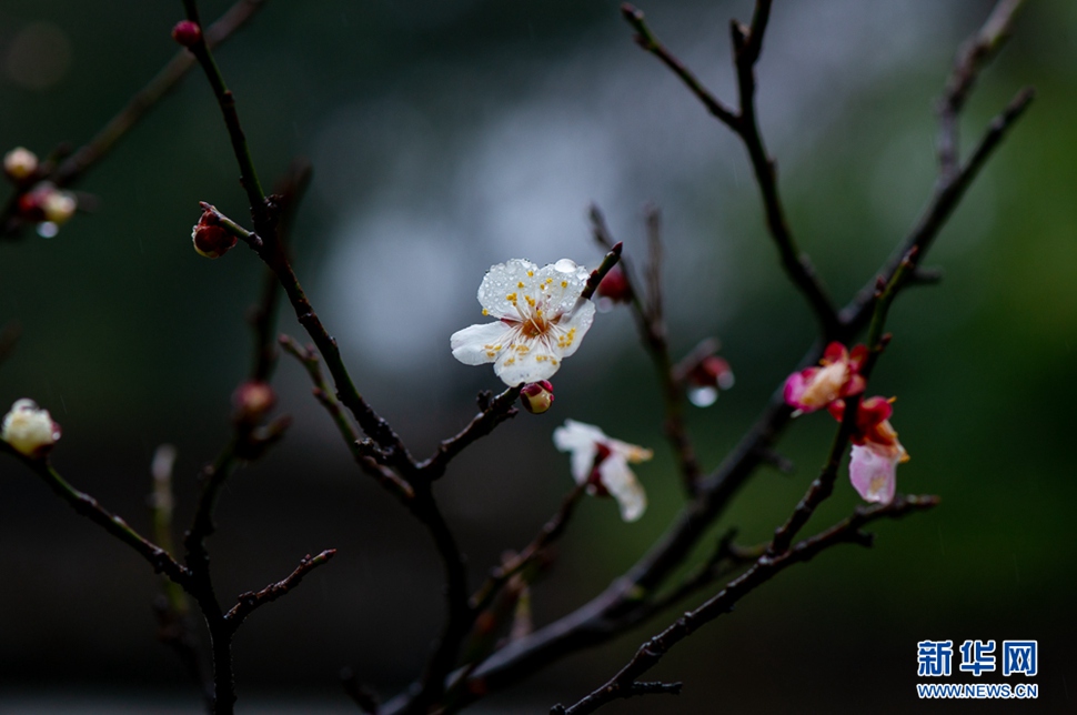 疏影橫斜，暗香浮動(dòng)