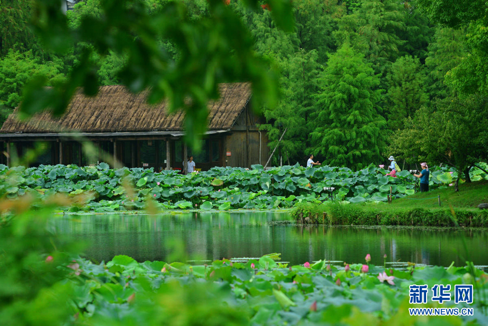 《初秋八卦田映像》