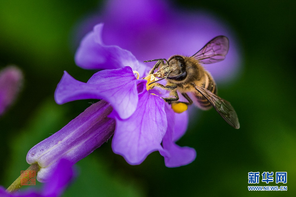 乍暖還寒拍蜜蜂