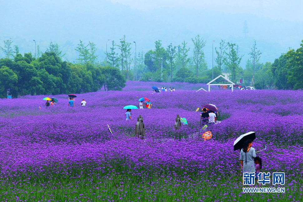 雨中游蓀湖花海，美翻了！