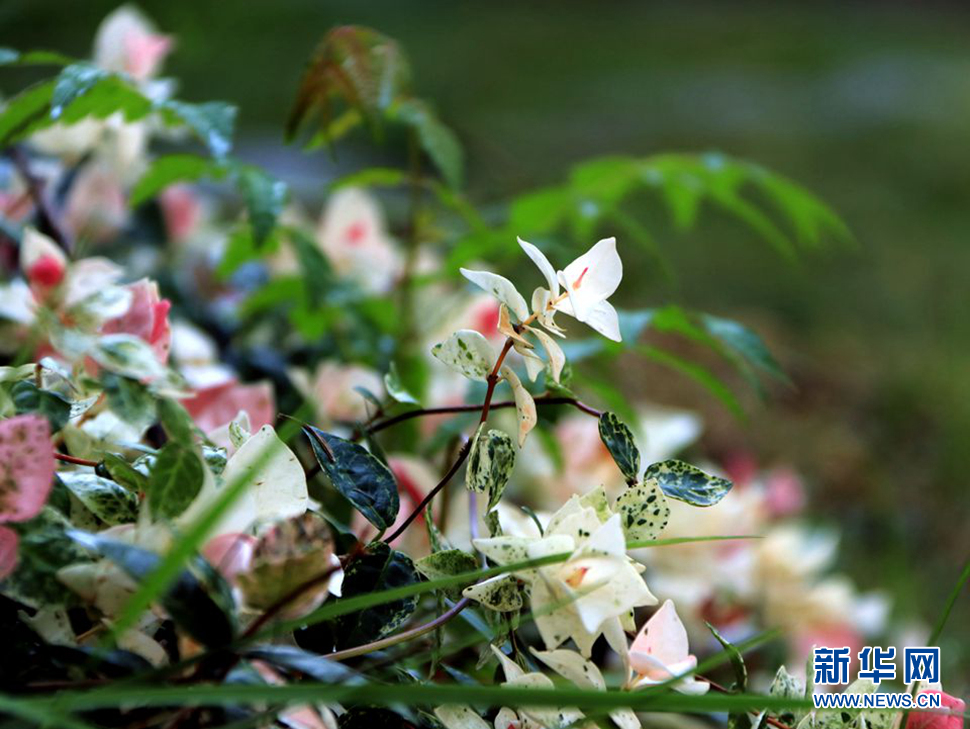 秋天的風(fēng)光