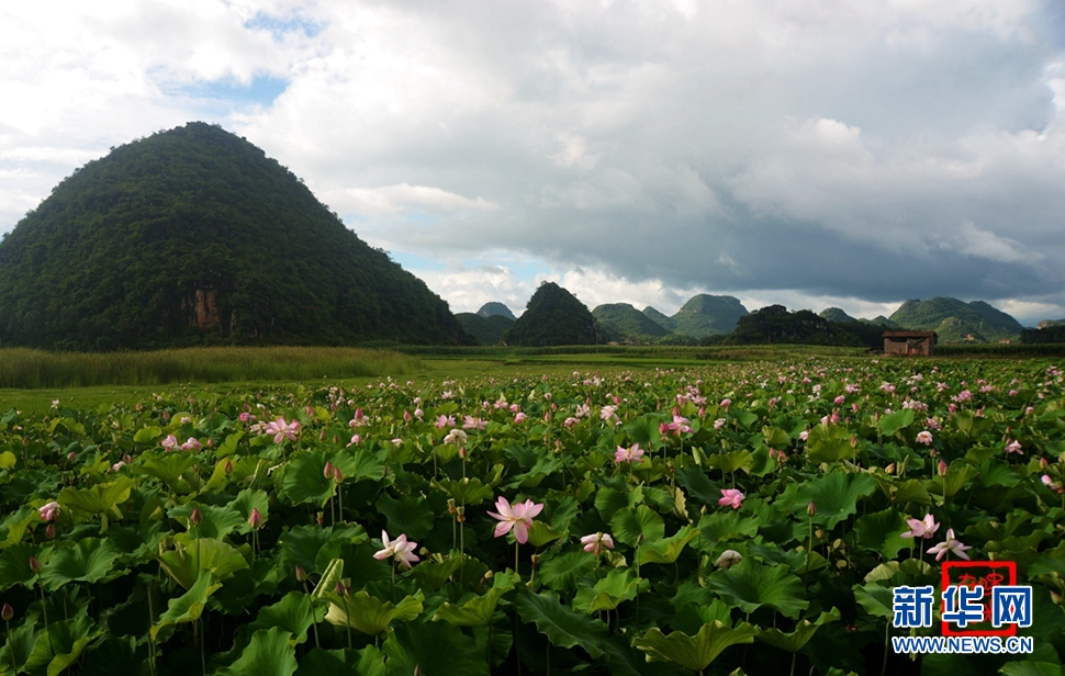 一生一世，萬畝荷花