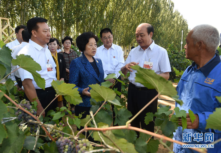 8月9日，中共中央政治局委員、中央統(tǒng)戰(zhàn)部部長、中央代表團(tuán)副團(tuán)長孫春蘭率中央代表團(tuán)三分團(tuán)，先后赴內(nèi)蒙古自治區(qū)烏海市、阿拉善盟看望各族干部群眾。這是孫春蘭在烏海市漢森酒業(yè)集團(tuán)的葡萄種植園了解葡萄種植情況。新華社記者 任軍川 攝