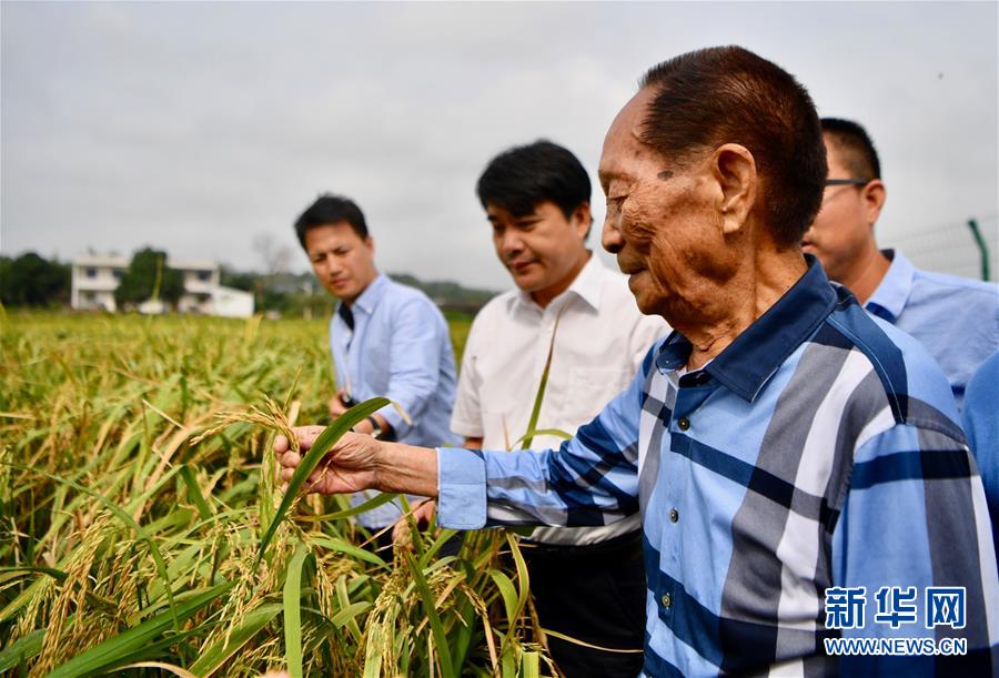 （新華視點(diǎn)·圖文互動(dòng)）（2）國(guó)家科技獎(jiǎng)3項(xiàng)授予“水稻科學(xué)家”，預(yù)示百姓飯碗將發(fā)生哪些革命？