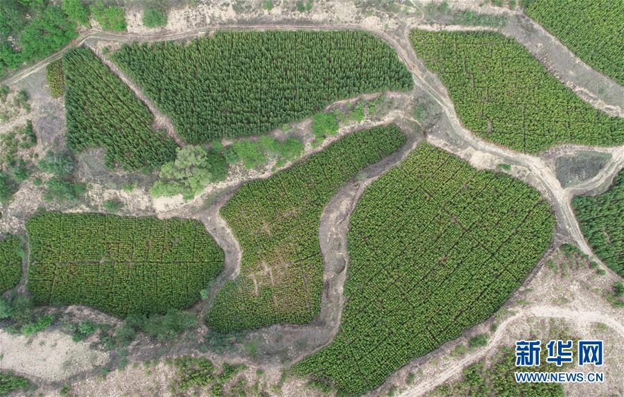 （壯闊東方潮 奮進(jìn)新時(shí)代&mdash;&mdash;慶祝改革開放40年）（5）退耕還林20年 延安大地譜新篇