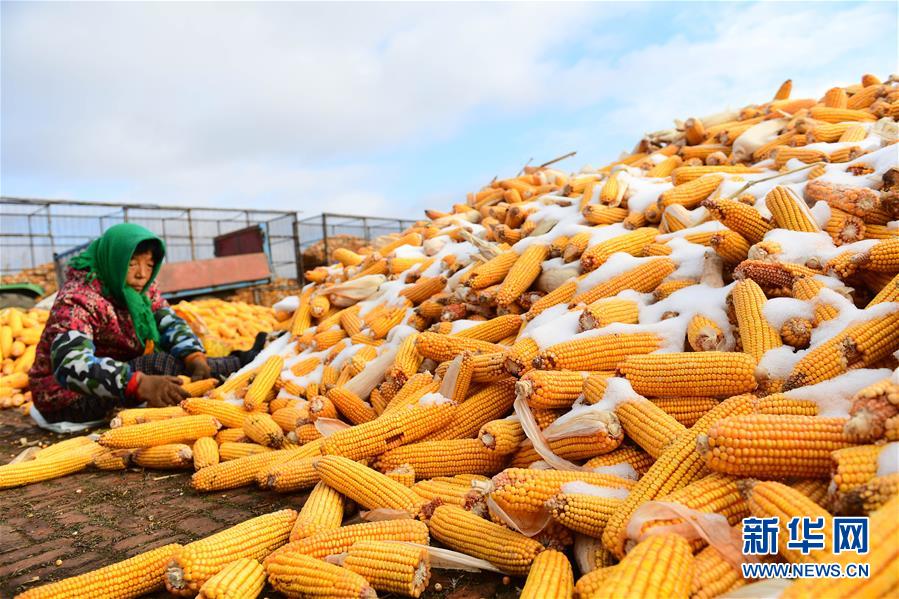 （在習(xí)近平新時(shí)代中國特色社會主義思想指引下&mdash;&mdash;新時(shí)代新作為新篇章&middot;鄉(xiāng)村振興戰(zhàn)略&middot;圖文互動）（1）吉林榆樹：產(chǎn)糧&ldquo;冠軍縣&rdquo;大旱之年從容應(yīng)對減產(chǎn)考驗(yàn)