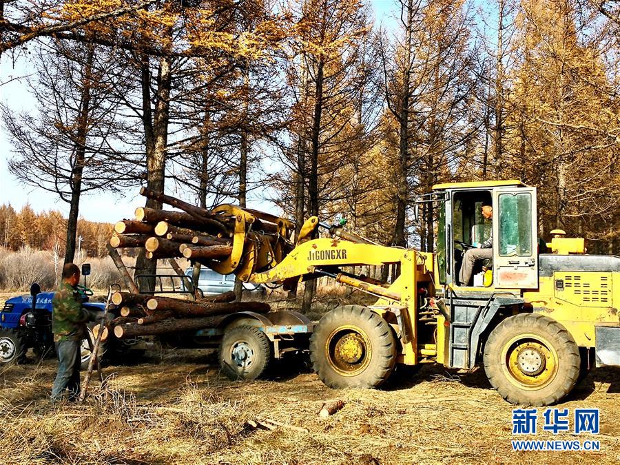 （新華全媒頭條·圖文互動）（7）那一抹綠色，走進越來越多人心里——河北塞罕壩續(xù)寫新時代綠色傳奇