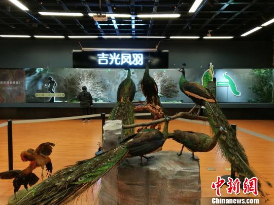 先有雞還是先有蛋？這個(gè)科普展覽有點(diǎn)“不一般”