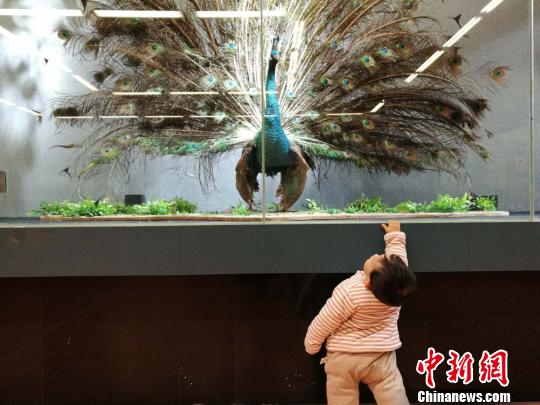 圖為展覽現(xiàn)場(chǎng)?！『h(yuǎn)航 攝