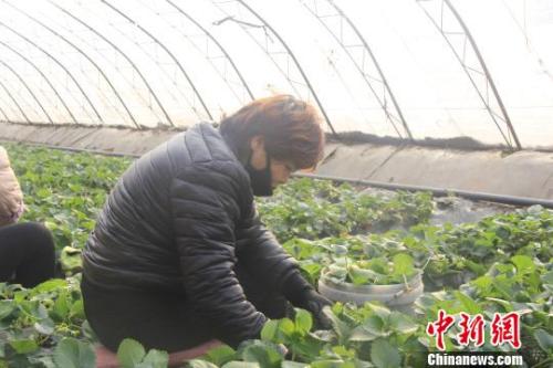 正值隆冬時節(jié)，山西省長治市長子縣天寒地凍，最低氣溫已有零下十幾度，當?shù)氐氖卟舜笈飪葏s“春意盎然”、生機勃勃?！⊥蹙S寧 攝
