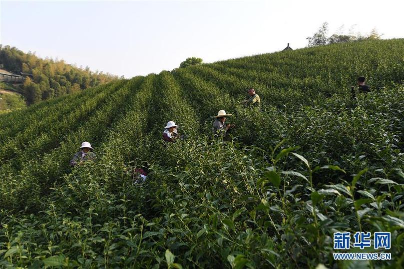 （兩會(huì)前夕看落實(shí)·圖文互動(dòng)）（5）綠色發(fā)展引領(lǐng) 守護(hù)“魚(yú)米之鄉(xiāng)”——江蘇落實(shí)習(xí)近平總書(shū)記全國(guó)兩會(huì)重要講話(huà)精神紀(jì)實(shí)