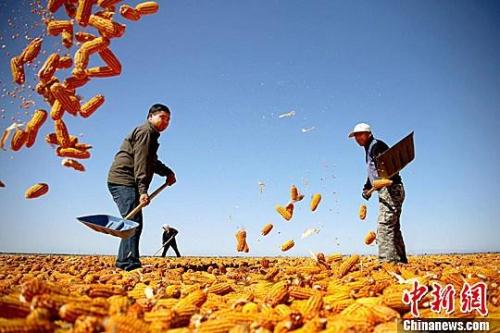 資料圖。農(nóng)民揮動鐵锨晾曬玉米，使得滿地盡帶“黃金甲”，成為一道靚麗的風景線。趙琳 攝