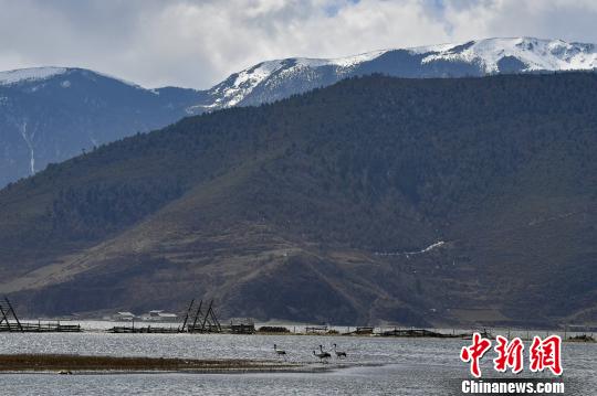圖為在納帕海濕地棲息的候鳥(niǎo)。　劉冉陽(yáng) 攝