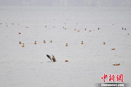 圖為在納帕海濕地棲息的候鳥(niǎo)?！⑷疥?yáng) 攝