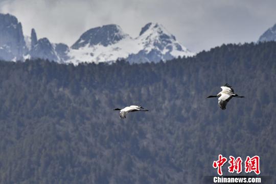 圖為在納帕海濕地上空飛翔的黑頸鶴?！⑷疥?yáng) 攝