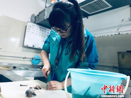 于雅麗在餌料操作間，準(zhǔn)備著動(dòng)物們的食物?！“瑧c龍 攝