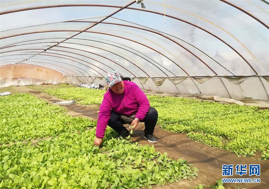 （在習(xí)近平新時代中國特色社會主義思想指引下——新時代新作為新篇章·圖文互動）（3）“黑三星村”緣何變成示范村？——東北一小村莊的脫貧振興路 