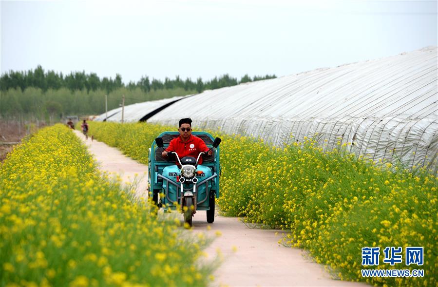 （新華全媒頭條&middot;愛(ài)國(guó)情 奮斗者&middot;圖文互動(dòng)）（6）把論文寫在祖國(guó)的大地上&mdash;&mdash;中國(guó)農(nóng)業(yè)大學(xué)46年扎根河北曲周服務(wù)鄉(xiāng)村振興紀(jì)實(shí)