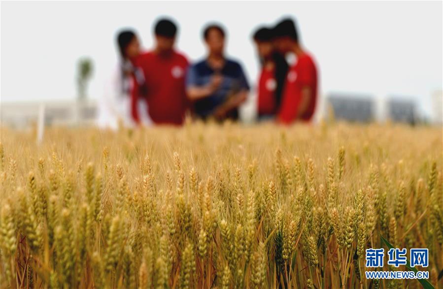 （新華全媒頭條&middot;愛(ài)國(guó)情 奮斗者&middot;圖文互動(dòng)）（7）把論文寫在祖國(guó)的大地上&mdash;&mdash;中國(guó)農(nóng)業(yè)大學(xué)46年扎根河北曲周服務(wù)鄉(xiāng)村振興紀(jì)實(shí)