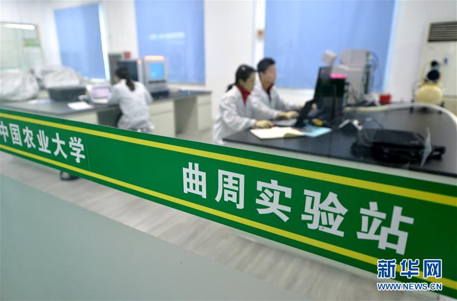 （新華全媒頭條&middot;愛(ài)國(guó)情 奮斗者&middot;圖文互動(dòng)）（10）把論文寫在祖國(guó)的大地上&mdash;&mdash;中國(guó)農(nóng)業(yè)大學(xué)46年扎根河北曲周服務(wù)鄉(xiāng)村振興紀(jì)實(shí)