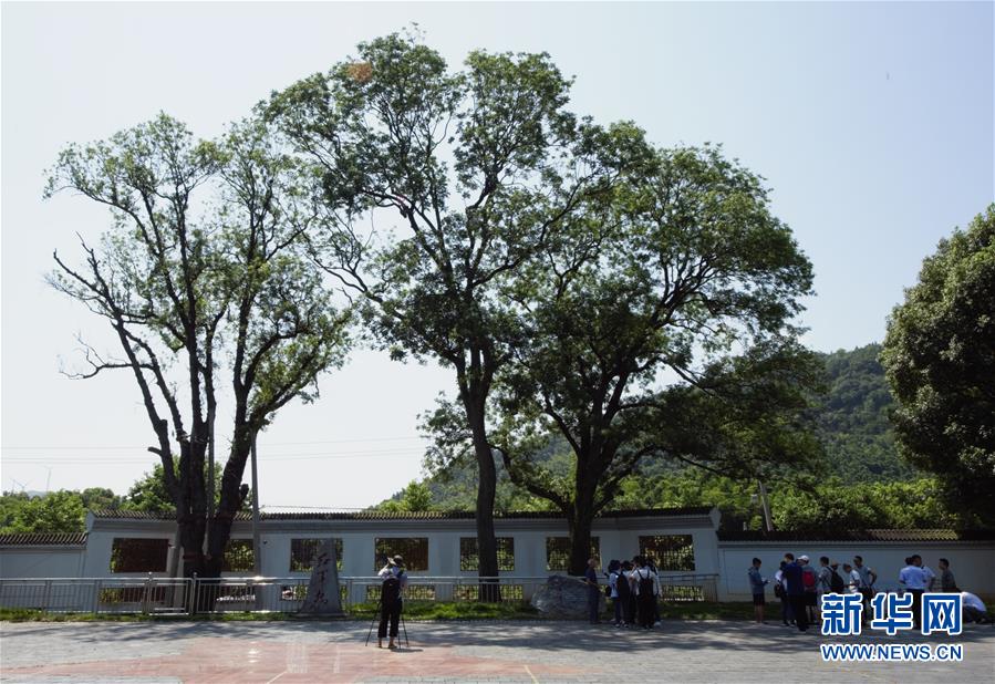 （壯麗70年&middot;奮斗新時(shí)代&mdash;&mdash;記者再走長征路&middot;圖文互動）（6）&ldquo;紅軍樹&rdquo;下憶初心、守初心