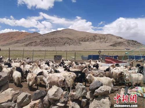 圖為羊群正從羊圈里出來(lái)。 謝藝觀 攝