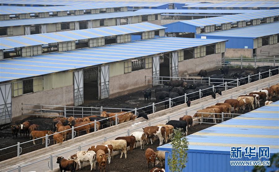 （壯麗70年&middot;奮斗新時(shí)代&mdash;&mdash;共和國發(fā)展成就巡禮&middot;圖文互動(dòng)）（11）生態(tài)美、百姓富&mdash;&mdash;品讀嶄新&ldquo;寧夏畫卷&rdquo;