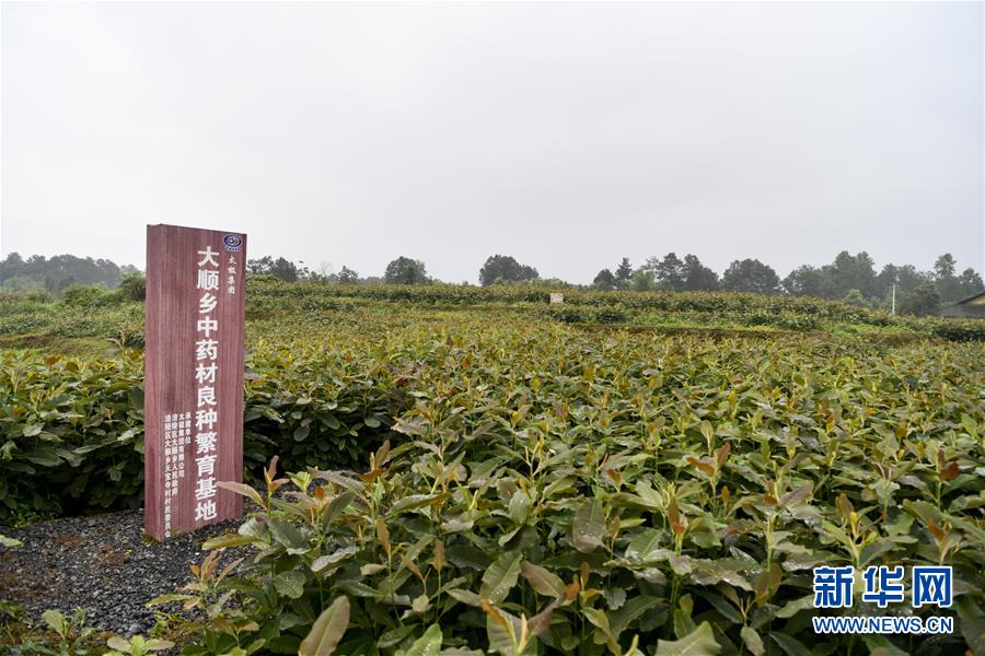 （來自一線的調查報告·圖文互動）（5）利益聯(lián)結強產業(yè)　打通城鄉(xiāng)促振興——重慶涪陵大順鄉(xiāng)鄉(xiāng)村振興觀察