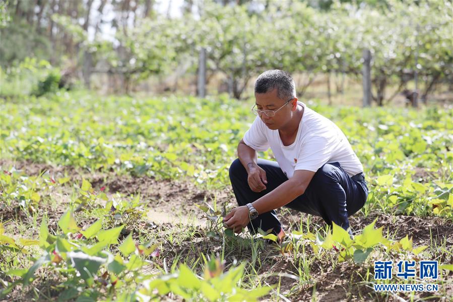 （不忘初心、牢記使命&middot;圖文互動(dòng)）（4）&ldquo;上天入地&rdquo;也要帶領(lǐng)鄉(xiāng)親脫貧&mdash;&mdash;記廣東那毛村駐村第一書(shū)記彭彬