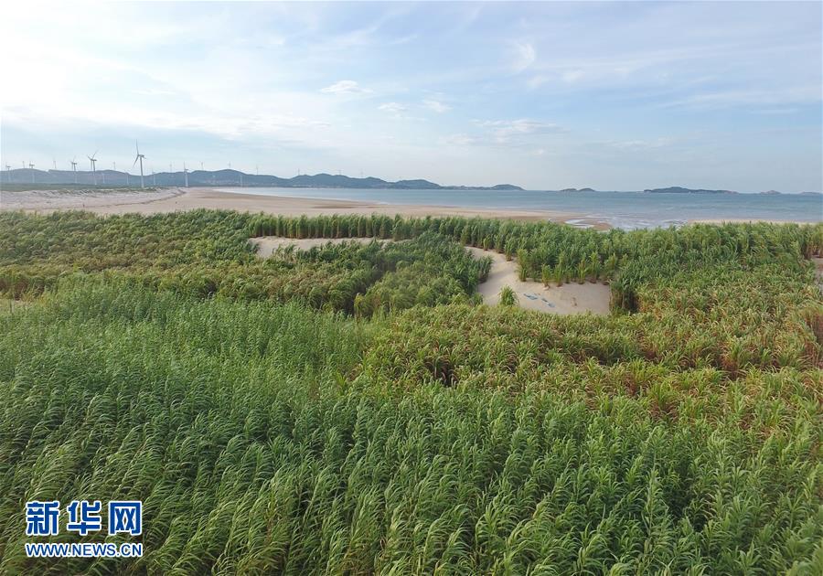 （不忘初心、牢記使命&middot;圖文互動(dòng)）（2）拳拳寸草心 濃濃報(bào)國(guó)情&mdash;&mdash;記&ldquo;菌草之父&rdquo;林占熺