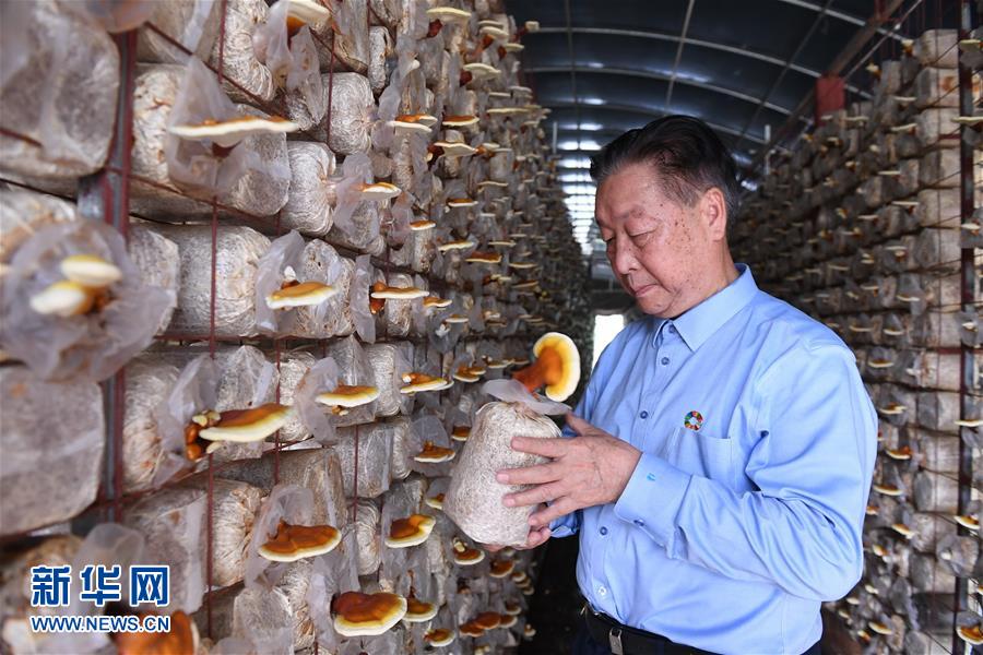 （不忘初心、牢記使命&middot;圖文互動(dòng)）（1）拳拳寸草心 濃濃報(bào)國(guó)情&mdash;&mdash;記&ldquo;菌草之父&rdquo;林占熺