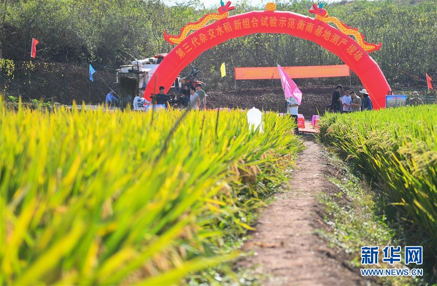 （圖文互動(dòng)）（1）1046.3公斤！袁隆平第三代雜交水稻首次公開測(cè)產(chǎn)