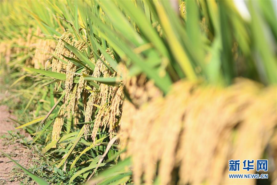 （圖文互動）（8）1046.3公斤！袁隆平第三代雜交水稻首次公開測產(chǎn)