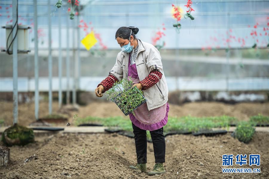 (新華全媒頭條·圖文互動(dòng))(9)書寫新的轉(zhuǎn)折——寫在革命老區(qū)遵義全面脫貧之際