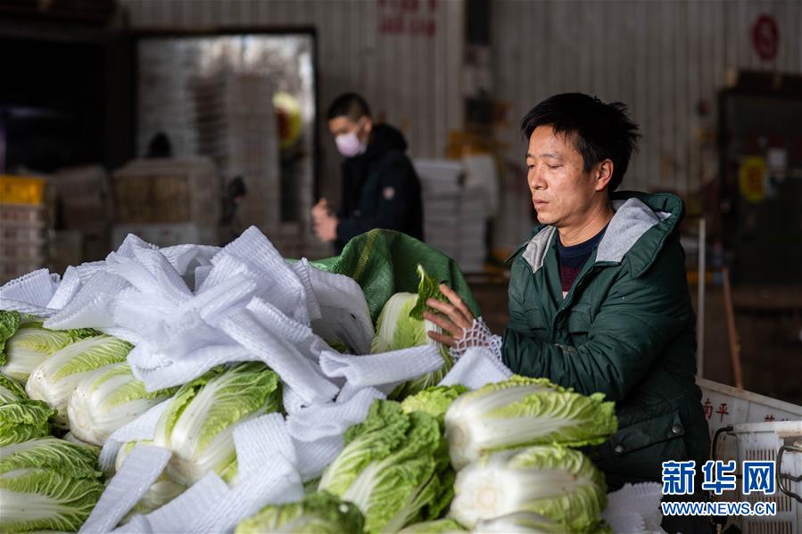 （抓好春耕備耕 穩(wěn)住農(nóng)業(yè)生產(chǎn)·圖文互動）（2）“栽種的是菜苗，收獲的是希望”——云南蔬菜集散地通?？h春耕見聞 