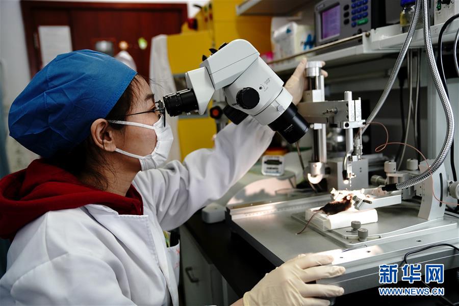 （圖文互動）（2）攻擊行為如何被大腦控制？科學(xué)家在小鼠大腦中發(fā)現(xiàn)&ldquo;調(diào)節(jié)開關(guān)&rdquo;