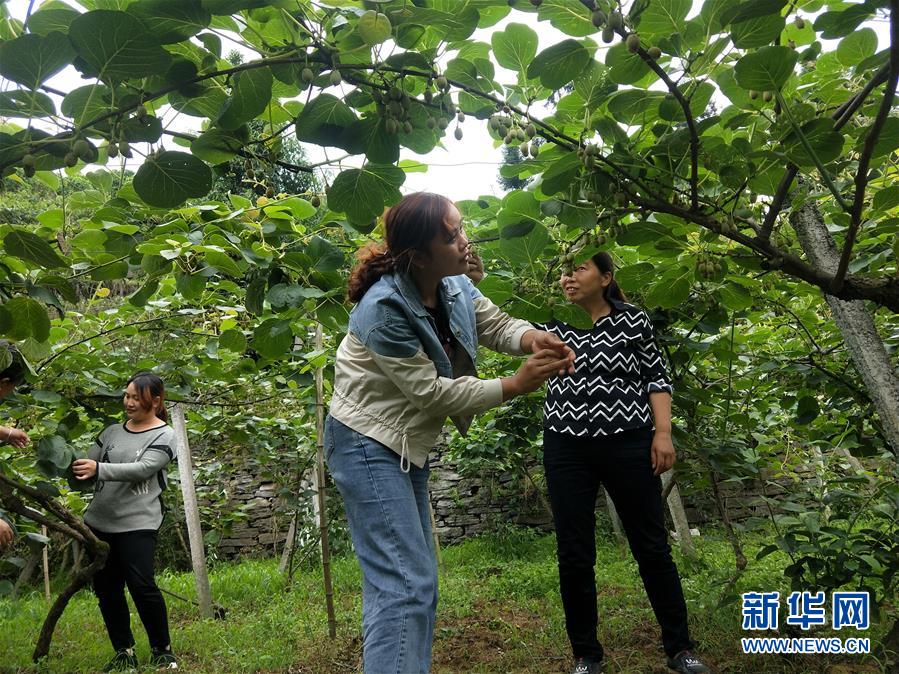 （新華全媒頭條·圖文互動(dòng)）（10）初夏，循著總書(shū)記的腳步探訪產(chǎn)業(yè)扶貧新事