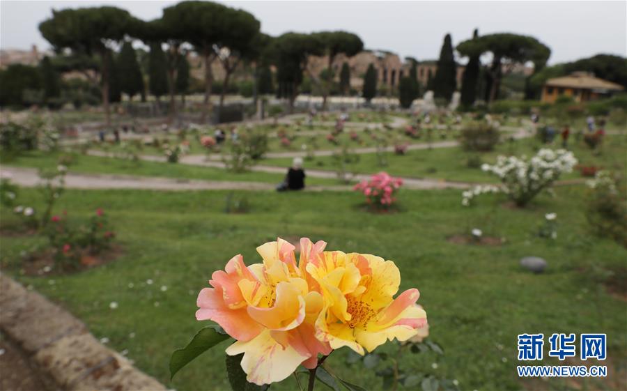 (國際疫情)(7)意大利將于6月初開放與申根區(qū)國家間人員流動