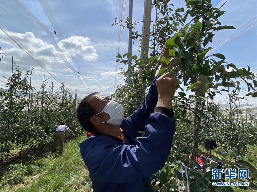 （決戰(zhàn)決勝脫貧攻堅·圖文互動）（2）高原紅了，日子好了——貴州海拔最高縣發(fā)展蘋果產(chǎn)業(yè)見聞