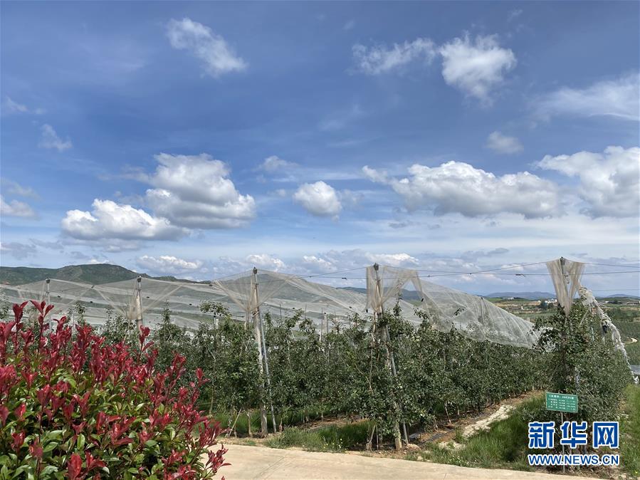 （決戰(zhàn)決勝脫貧攻堅·圖文互動）（3）高原紅了，日子好了——貴州海拔最高縣發(fā)展蘋果產(chǎn)業(yè)見聞