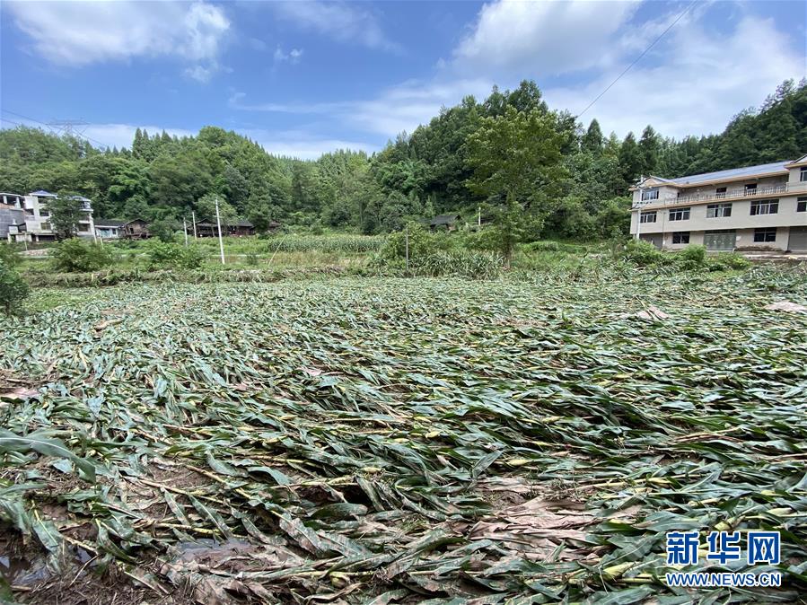 （防汛抗洪·圖文互動(dòng)）（4）山洪襲來前，澧水河畔大轉(zhuǎn)移