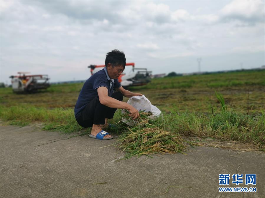 （新華視點·聚焦餐桌外的浪費·圖文互動）（1）顆粒歸倉為何難實現(xiàn)？我國糧食收割環(huán)節(jié)損失驚人