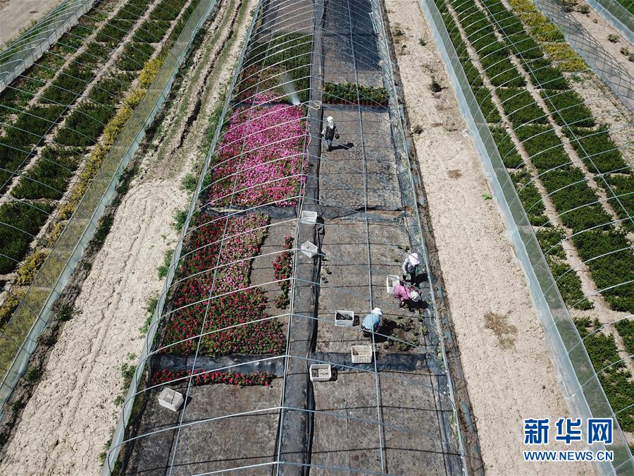 （新華全媒頭條·走向我們的小康生活·圖文互動）（1）“苦甲”不再，“甘味”綿長——脫貧攻堅的甘肅味道