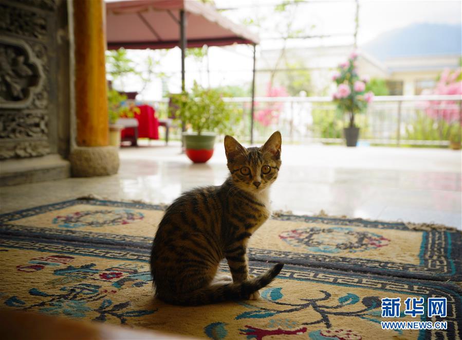 （走向我們的小康生活·決戰(zhàn)決勝脫貧攻堅·圖文互動）（3）甘青交界處的跨越——保安族、撒拉族的脫貧故事