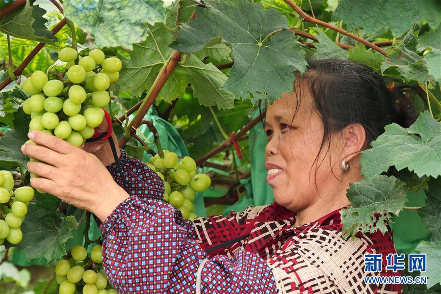 （決戰(zhàn)決勝脫貧攻堅(jiān)·圖文互動(dòng)）（2）同飲一江水 攜手“斬窮根”——深圳對(duì)口廣西河池、百色扶貧協(xié)作見(jiàn)聞