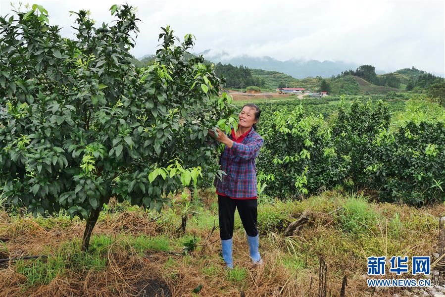 （決戰(zhàn)決勝脫貧攻堅(jiān)·圖文互動(dòng)）（10）同飲一江水 攜手“斬窮根”——深圳對(duì)口廣西河池、百色扶貧協(xié)作見(jiàn)聞